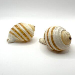 Tonna Sulcosa Shells Two Pieces Vintage